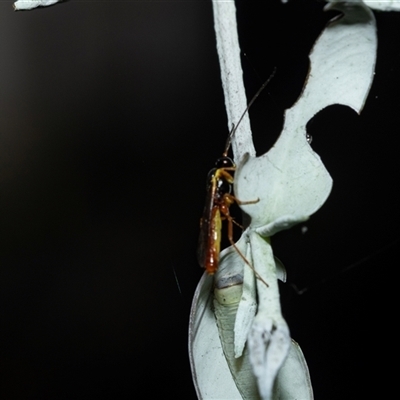 Ichneumonoidea (Superfamily) (A species of parasitic wasp) at Higgins, ACT - 28 Feb 2025 by AlisonMilton