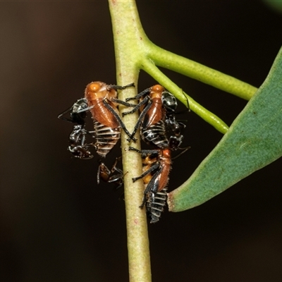 Eurymelinae (subfamily) (Unidentified eurymeline leafhopper) at Higgins, ACT - 28 Feb 2025 by AlisonMilton