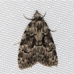 Nola tetralopha at Melba, ACT - 1 Mar 2025 10:38 PM