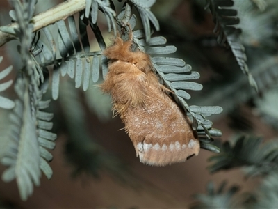 Euproctis limbalis (Bordered Browntail Moth) at Higgins, ACT - 28 Feb 2025 by AlisonMilton