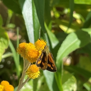 Ocybadistes walkeri (Green Grass-dart) at Evatt, ACT - 4 Mar 2025 by LeahColebrook