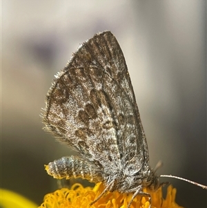 Lucia limbaria (Chequered Copper) at Evatt, ACT - 4 Mar 2025 by LeahColebrook