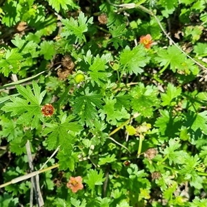 Modiola caroliniana (Red-flowered Mallow) at Copmanhurst, NSW - 22 Oct 2024 by MazzV