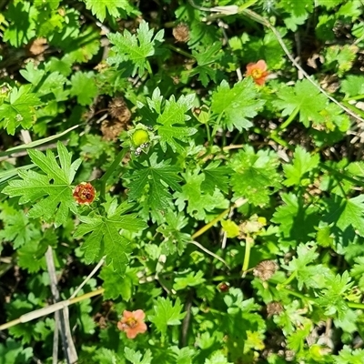 Modiola caroliniana (Red-flowered Mallow) at Copmanhurst, NSW by MazzV