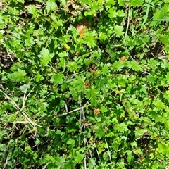 Modiola caroliniana at Copmanhurst, NSW - suppressed