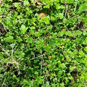 Modiola caroliniana at Copmanhurst, NSW - suppressed