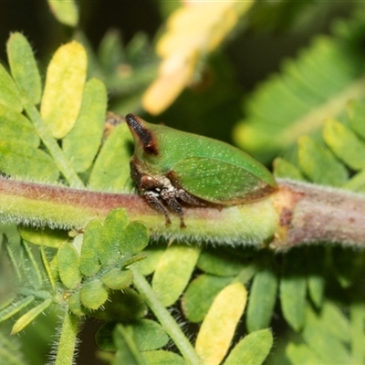 Sextius virescens (Acacia horned treehopper) at Higgins, ACT - 28 Feb 2025 by AlisonMilton