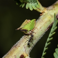 Sextius virescens at Higgins, ACT - 28 Feb 2025 10:01 AM