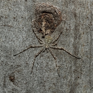 Tamopsis eucalypti (A two-tailed spider) at Higgins, ACT - 28 Feb 2025 by AlisonMilton