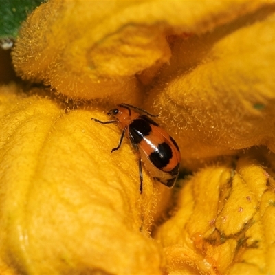 Aulacophora hilaris (Pumpkin Beetle) at Higgins, ACT - 4 Mar 2025 by AlisonMilton