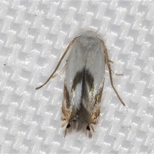 Opostega (genus) at Melba, ACT - 1 Mar 2025 10:43 PM