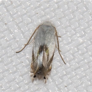 Opostega (genus) at Melba, ACT - 1 Mar 2025 10:43 PM