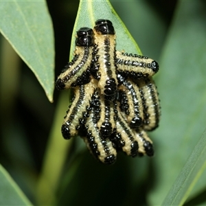 Paropsis atomaria at Higgins, ACT - 11 hrs ago