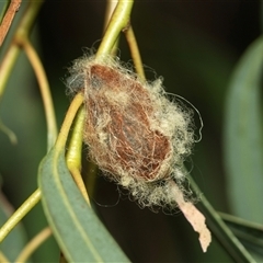 Austracantha minax (Christmas Spider, Jewel Spider) at Higgins, ACT - 4 Mar 2025 by AlisonMilton