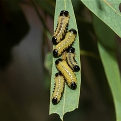 Paropsis atomaria (Eucalyptus leaf beetle) at Higgins, ACT - 4 Mar 2025 by AlisonMilton