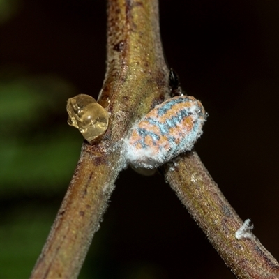 Monophlebulus sp. (genus) (Giant Snowball Mealybug) at Hawker, ACT - 4 Mar 2025 by AlisonMilton