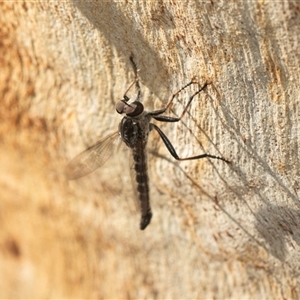 Cerdistus sp. (genus) (Slender Robber Fly) at Higgins, ACT - 4 Mar 2025 by AlisonMilton