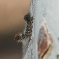 Euproctis baliolalis (Browntail Gum Moth) at Hawker, ACT - 4 Mar 2025 by AlisonMilton