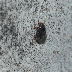 Coccinellidae (family) at Hawker, ACT - Yesterday 11:02 AM