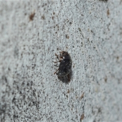 Coccinellidae (family) at Hawker, ACT - Yesterday 11:02 AM