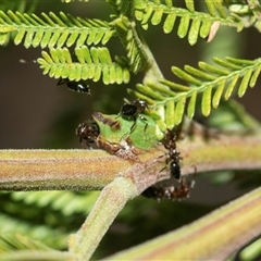 Sextius virescens (Acacia horned treehopper) at Higgins, ACT - 4 Mar 2025 by AlisonMilton