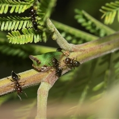 Sextius virescens at Higgins, ACT - Yesterday 11:11 AM