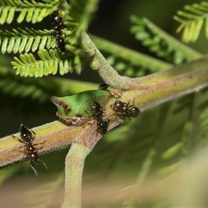 Sextius virescens at Higgins, ACT - Yesterday 11:11 AM