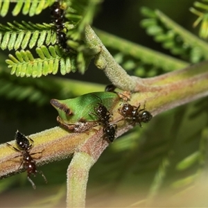 Sextius virescens at Higgins, ACT - Yesterday 11:11 AM