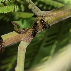 Sextius virescens at Higgins, ACT - Yesterday 11:11 AM