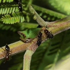 Sextius virescens at Higgins, ACT - Yesterday 11:11 AM