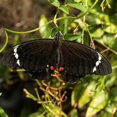 Papilio aegeus (Orchard Swallowtail, Large Citrus Butterfly) at Higgins, ACT - Today by AlisonMilton