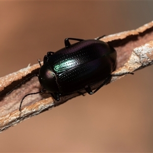 Chalcopteroides columbinus at Higgins, ACT - Yesterday 11:08 AM