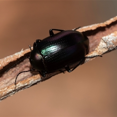 Chalcopteroides columbinus (Rainbow darkling beetle) at Higgins, ACT - 4 Mar 2025 by AlisonMilton