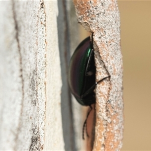 Chalcopteroides columbinus at Higgins, ACT - Yesterday 11:08 AM