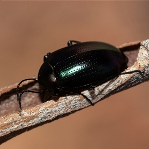 Chalcopteroides columbinus at Higgins, ACT - Yesterday 11:08 AM