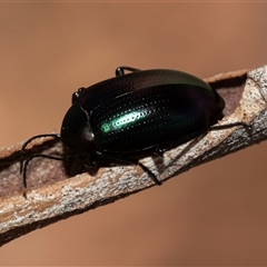 Chalcopteroides columbinus at Higgins, ACT - Yesterday 11:08 AM