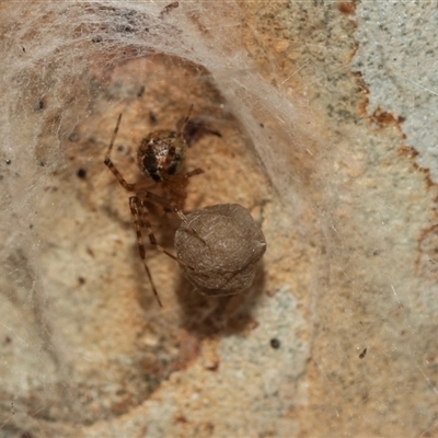 Cryptachaea veruculata (Diamondback comb-footed spider) at Higgins, ACT - 4 Mar 2025 by AlisonMilton