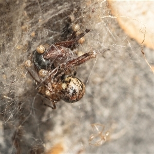 Cryptachaea veruculata (Diamondback comb-footed spider) at Hawker, ACT - 4 Mar 2025 by AlisonMilton