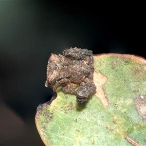 Stephanopis sp. (genus) (Knobbly crab spider) at Higgins, ACT - 28 Feb 2025 by AlisonMilton