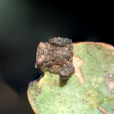 Stephanopis sp. (genus) (Knobbly crab spider) at Higgins, ACT - 28 Feb 2025 by AlisonMilton