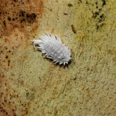 Cryptolaemus montrouzieri (Mealybug ladybird) at Higgins, ACT - 28 Feb 2025 by AlisonMilton