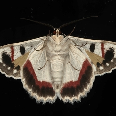 Crypsiphona ocultaria (Red-lined Looper Moth) at Ainslie, ACT - 25 Feb 2025 by jb2602