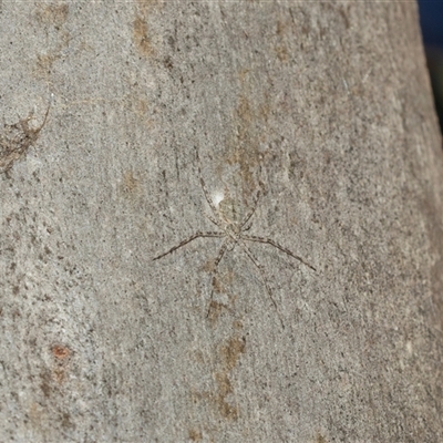 Tamopsis eucalypti (A two-tailed spider) at Higgins, ACT - 28 Feb 2025 by AlisonMilton