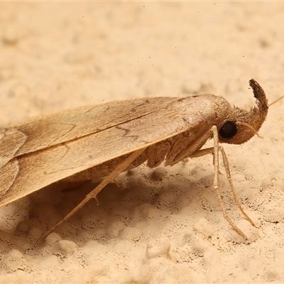 Simplicia armatalis (Crescent Moth) at Ainslie, ACT - 25 Feb 2025 by jb2602