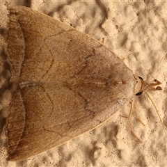 Simplicia armatalis at Ainslie, ACT - 25 Feb 2025 08:53 PM