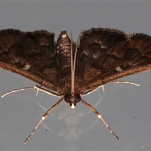 Nacoleia rhoeoalis (Spilomelinae) at Ainslie, ACT - 25 Feb 2025 by jb2602