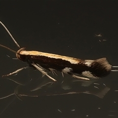 Labdia oxysema (A Curved-horn moth) at Ainslie, ACT - 25 Feb 2025 by jb2602