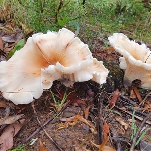 Omphalotus nidiformis at Penrose, NSW - suppressed