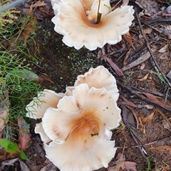 Omphalotus nidiformis at Penrose, NSW - suppressed