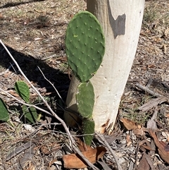 Crassula sieberiana at Belconnen, ACT - Today by SteveBorkowskis